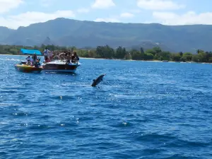 Dolphins by speed boat