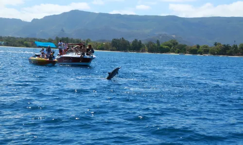 Dolphins watch