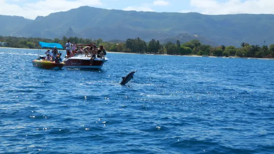 Dolphins by speed boat