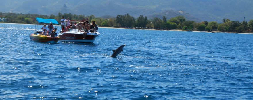 Dolphins watch
