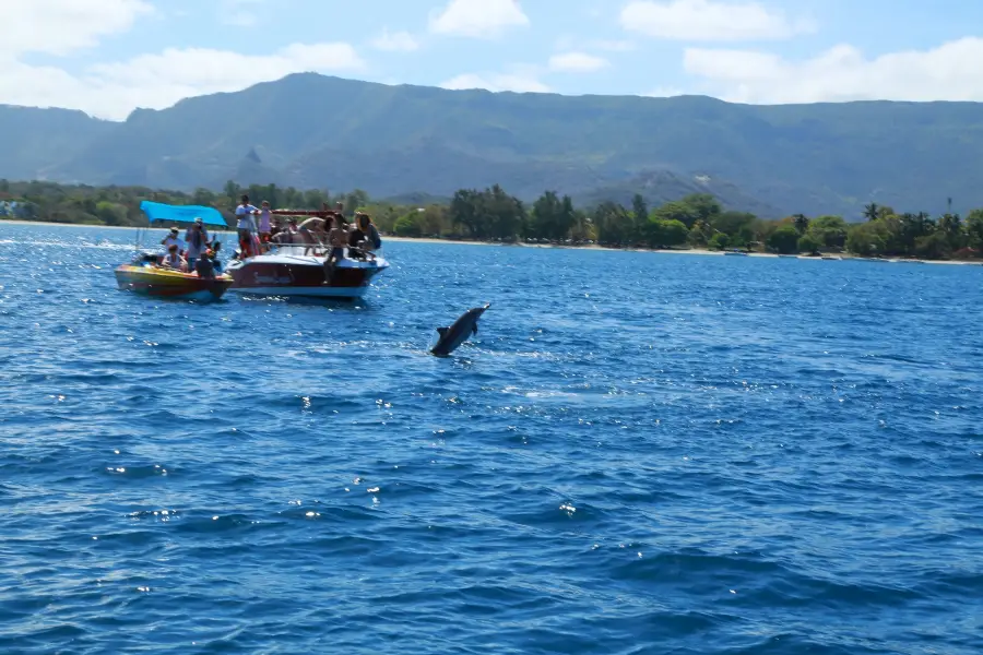 Dolphins by speed boat