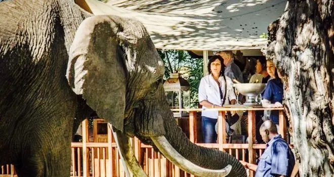 The Elephant Cafe