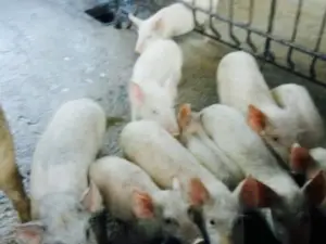 Farm Goose White