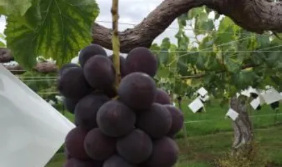 Misaka Noen Grape House