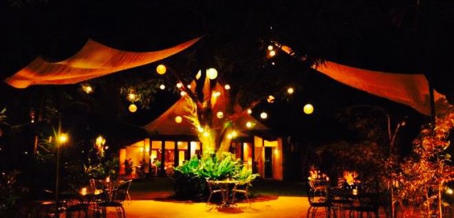 Mango Tree