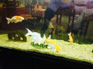Toan Hoa New Asia Restaurant