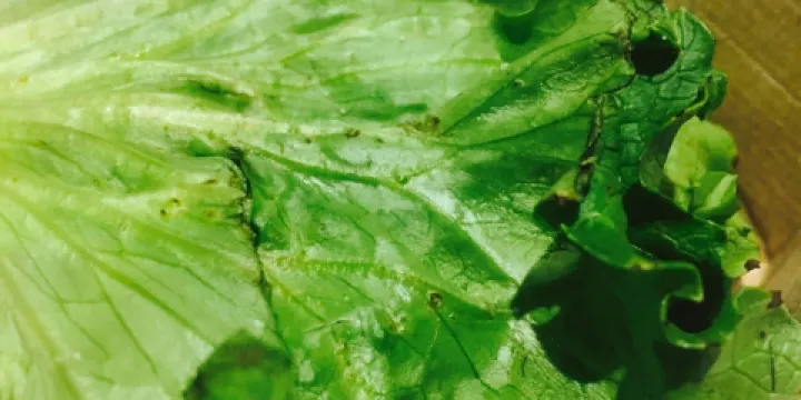 Mcdonald's Family Restaurants