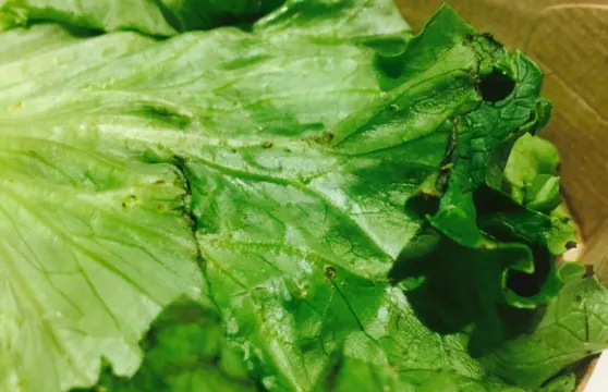 Mcdonald's Family Restaurants