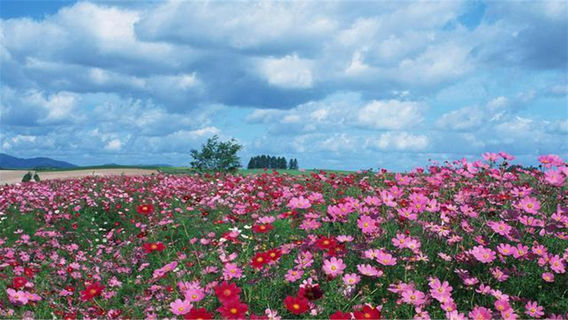 Dongting Flower Sea