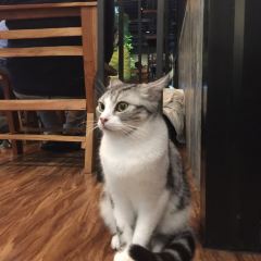Cat 'n' A Cup Cat Cafe張用戶圖片