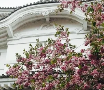 Natural History Museum and Institute, Chiba Keishoku Cafe Oba