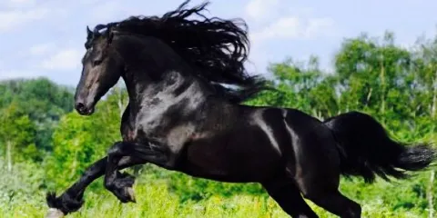 Augie's Family Style Italian