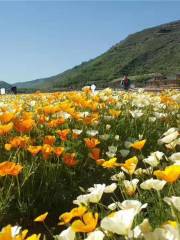 Colorful Flower Sea Scenic Spot