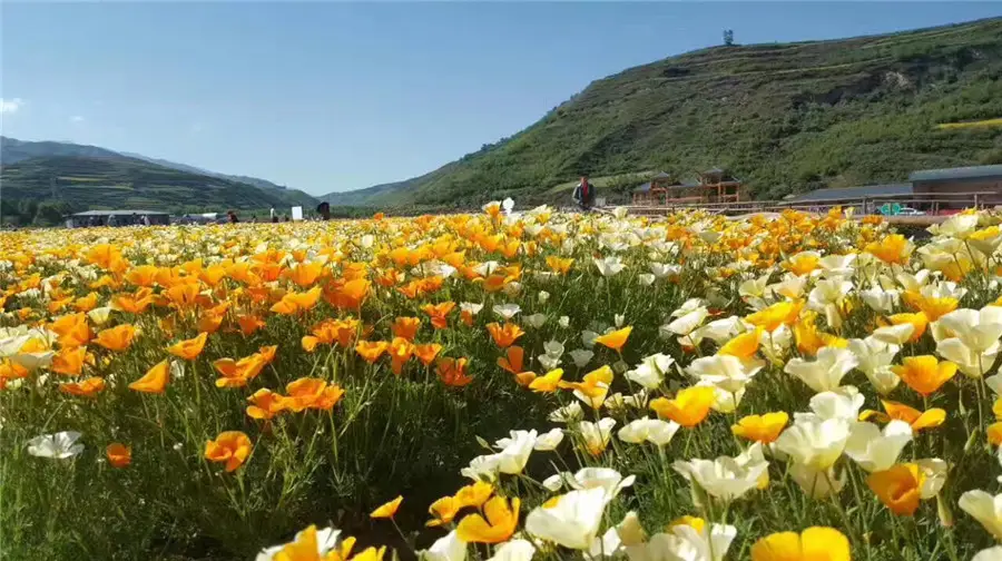 Colorful Flower Sea Scenic Spot