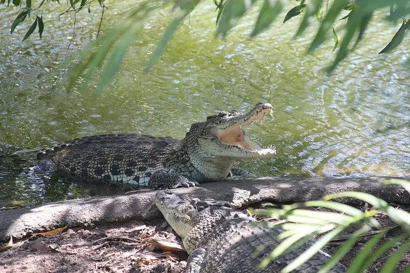 拉凡尼勒鱷魚公園