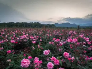 Jiujiu Flower Sea