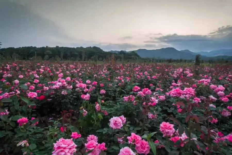 Jiujiu Flower Sea