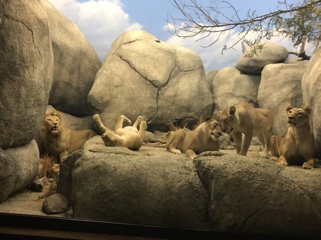 洛杉磯縣自然歷史博物館