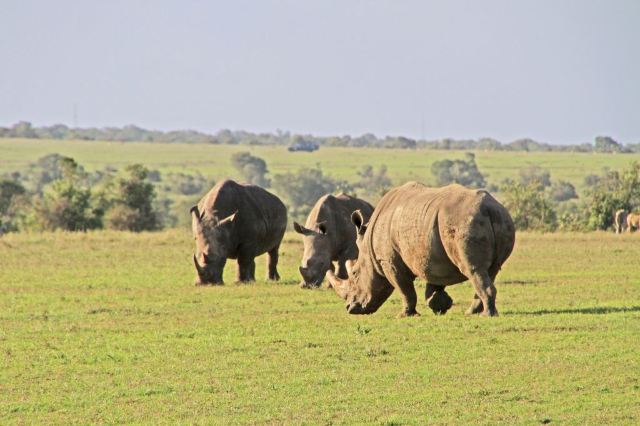 Sweetwaters Game Reserve