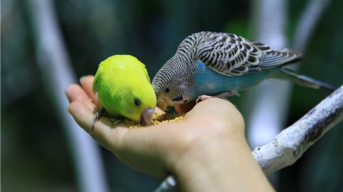 張家港萌寵動物園