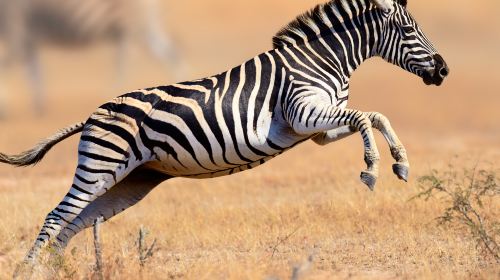 Kruger National Park