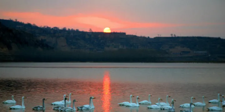 大天鵝景區
