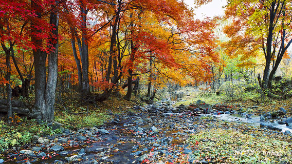 Fall Foliage Sightseeing in Jilin