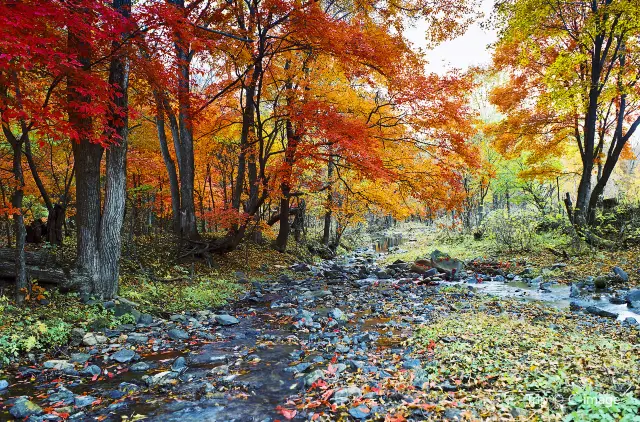 Fall Leaves Viewing in Jilin