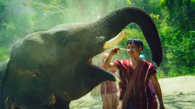 Elephant Interactions in Hua Hin