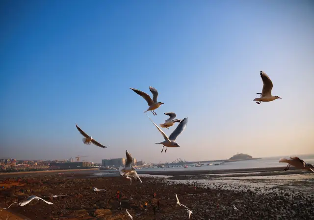 Seagull Watching in Qingdao