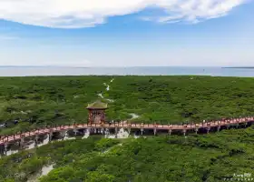 Mangrove Reserve of Pearl Bay, Shijiao Village, Jiangshan Township, Fangchenggang City