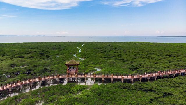 Mangrove Reserve of Pearl Bay, Shijiao Village, Jiangshan Township, Fangchenggang City