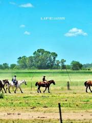 Pampas