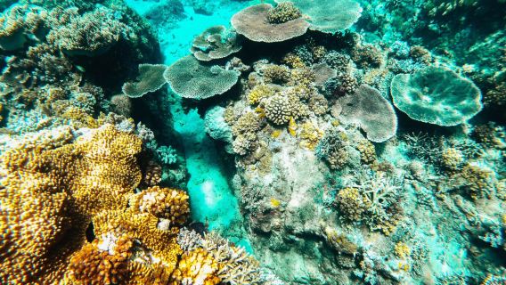 Apo Island