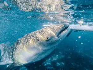 Oslob Whale Shark Watching