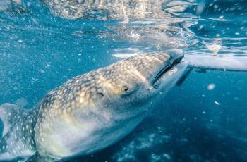 Top 5 Best Things to Do in Cebu