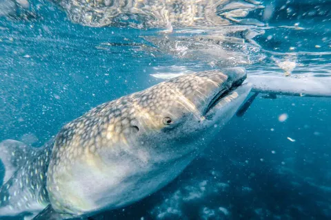 Oslob Whale Shark Watching