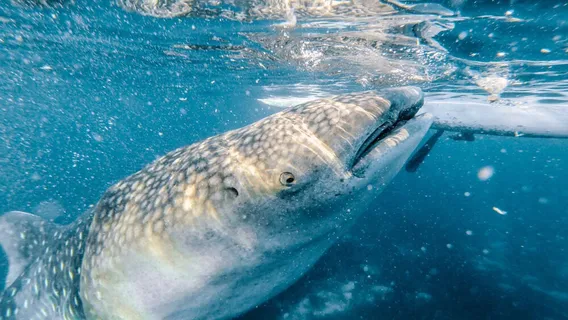 Oslob Whale Shark Watching