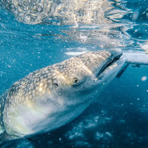 Oslob Whale Shark Watching