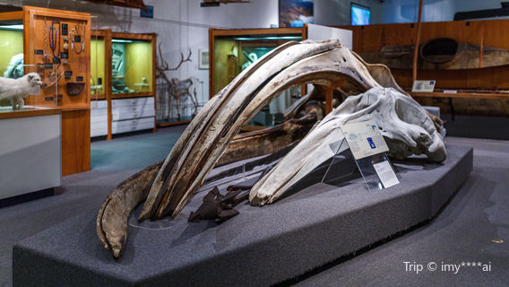 University of Alaska Museum of the North