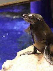 墨田水族館