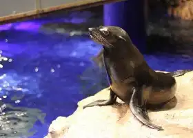 墨田水族館