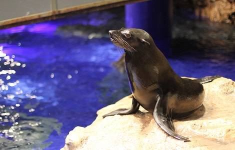 すみだ水族館