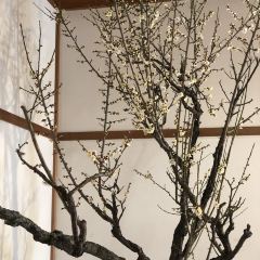 Kassui-ken User Photo