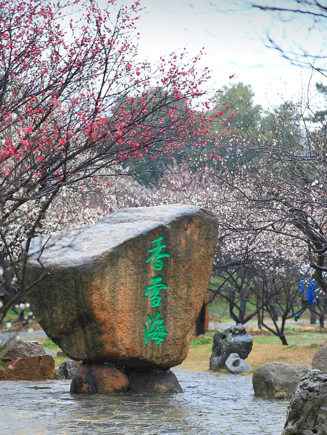 Suzhou Plum Blossom Viewing