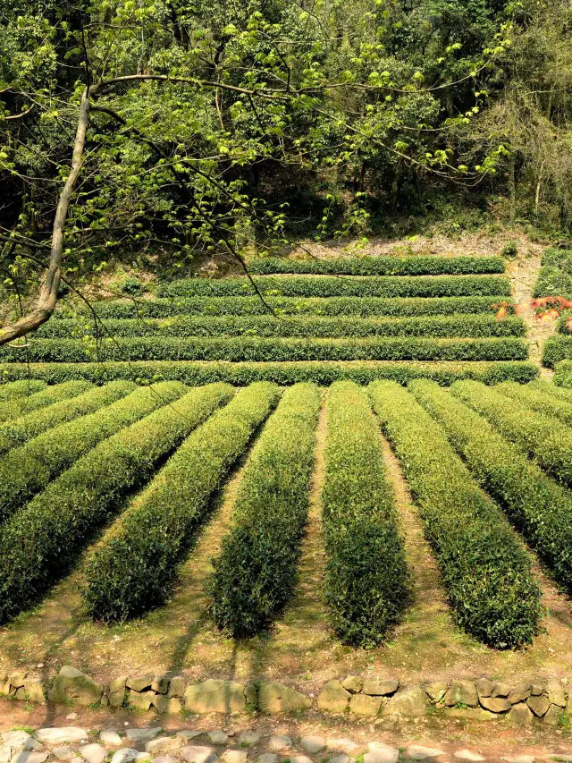 Hangzhou Tea Tasting