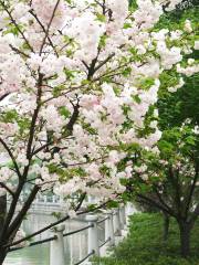 Nanguo Peach Garden