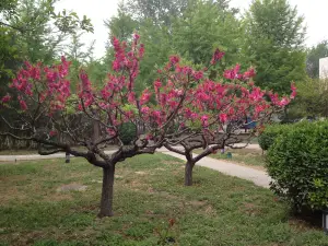 木沙江烤肉