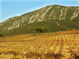 Vino Piazza