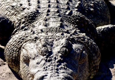 Crocodile Farm Otjiwarongo